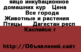 яйцо инкубационное домашних кур › Цена ­ 25 - Все города Животные и растения » Птицы   . Дагестан респ.,Каспийск г.